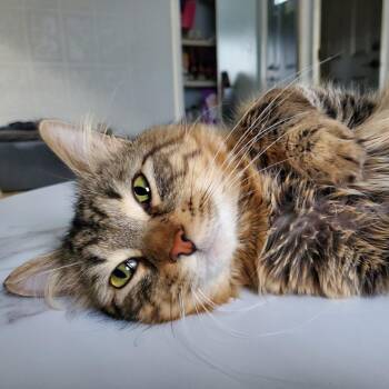 Domestic Medium Hair Cats Available for Adoption in Evanston, Illinois - Gumball | PetCurious