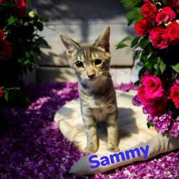 Domestic Short Hair Cats Available for Adoption - SAMMY / SAM | PetCurious