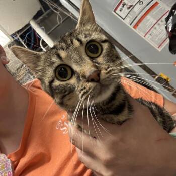 Miami -  Domestic Short Hair Cat for Adoption in Saint Joseph, Missouri - Miami | PetCurious