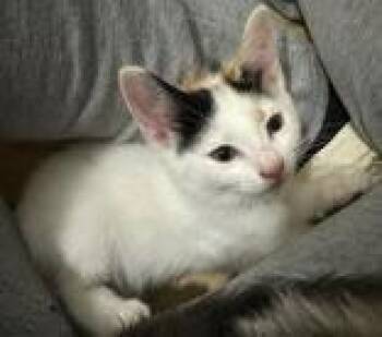 Rescue Domestic Short Hair Cats for Adoption in Columbia, South Carolina - Alejandra | PetCurious