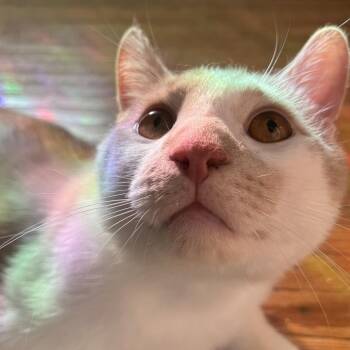 Garbanzo -  Domestic Short Hair Cat for Adoption in Fairport, New York - Garbanzo | PetCurious