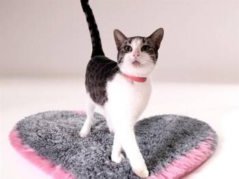 Domestic Short Hair Cats Available for Adoption - TATTY | PetCurious