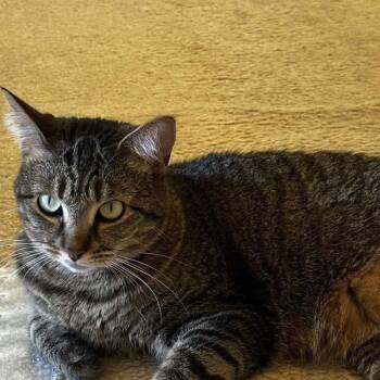 Rescue Tabby Cats for Adoption in Richmond Dale, Ohio - Rosie | PetCurious