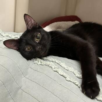 Dot -  Domestic Short Hair Cat for Adoption in Chicago, Illinois - Dot | PetCurious