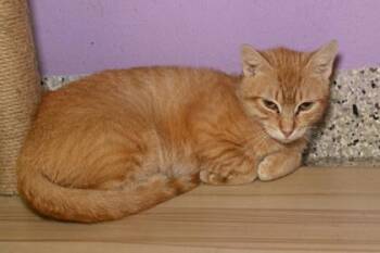 Rescue Domestic Short Hair Cats for Adoption in Baton Rouge, Louisiana - Mildred | PetCurious