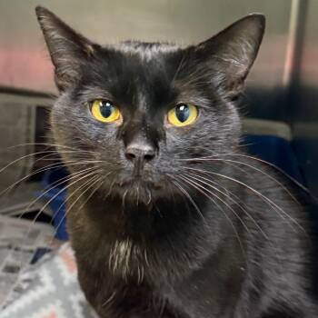 Charlie -  Domestic Short Hair Cat for Adoption in Jacksonville, Arkansas - Charlie | PetCurious