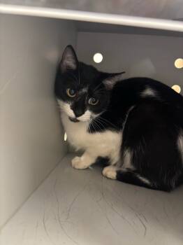 Rescue Domestic Short Hair Cats for Adoption in Greenfield, Indiana - Maize | PetCurious