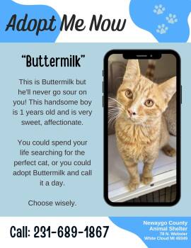 Rescue Domestic Short Hair Cats for Adoption in White Cloud, Michigan - Buttermilk | PetCurious