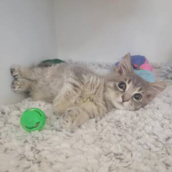 Darren -  Domestic Short Hair Cat for Adoption in Phoenix, Arizona - Darren | PetCurious
