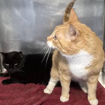 Domestic Short Hair Cats Available for Adoption in Natick, Massachusetts - Turkey | PetCurious