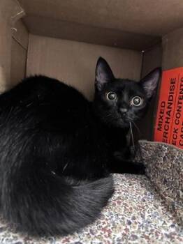 Domestic Short Hair Cats Available for Adoption - Adira | PetCurious