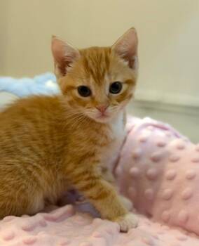Caramel -  Domestic Short Hair Cat Available for Adoption in Wayne, New Jersey - Caramel | PetCurious