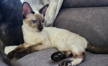 Shania -  Siamese Cat for Adoption in Hamilton, Ontario - Shania | PetCurious
