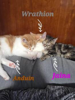 Jaina -  Domestic Short Hair Cat for Adoption in Lorain, Ohio - Jaina | PetCurious