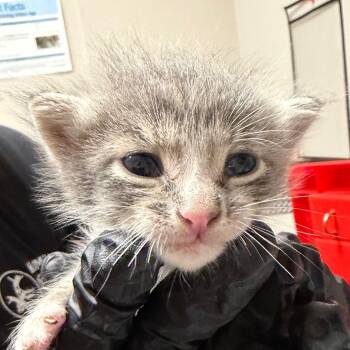 Tracy -  Domestic Short Hair Cat for Adoption in Yuma, Arizona - Tracy | PetCurious