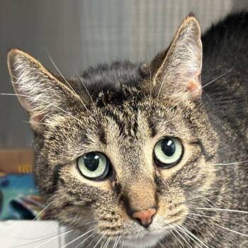 Dorian -  Domestic Short Hair Cat for Adoption in Davenport, Iowa - Dorian | PetCurious