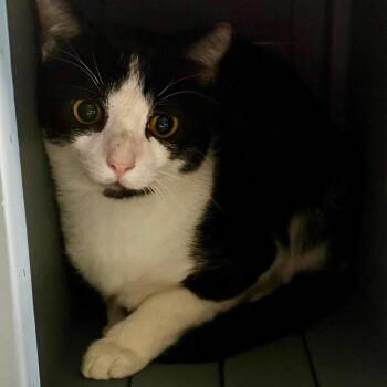Suite Siblings: Zach (16938) -  Domestic Short Hair Cat for Adoption in Washington, District Of Columbia - Suite Siblings: Zach (16938) | PetCurious