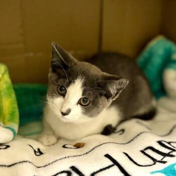 Andie -  Domestic Short Hair Cat for Adoption in Wantagh, New York - Andie | PetCurious