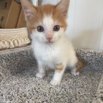 Augustus -  Domestic Medium Hair Cat for Adoption in Granville, Ohio - Augustus | PetCurious