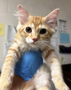 A454226 -  Domestic Medium Hair Cat for Adoption in Nashville, Tennessee - A454226 | PetCurious