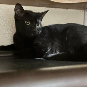 Pancake -  Domestic Short Hair Cat for Adoption in Jeffersonville, Indiana - Pancake | PetCurious
