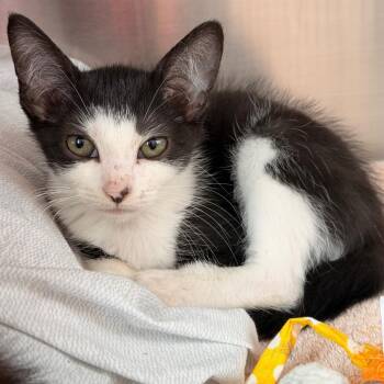 Squash -  Domestic Short Hair Cat for Adoption in Madisonville, Tennessee - Squash | PetCurious