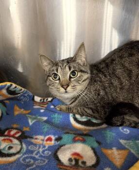 Trista -  Domestic Short Hair Cat for Adoption in Walled Lake, Michigan - Trista | PetCurious