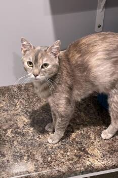 Domestic Short Hair Cats Available for Adoption in Lincoln, Nebraska - Rhea | PetCurious
