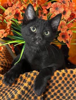 4/3/26 Happy -  Domestic Short Hair Cat for Adoption in Stillwater, Oklahoma - 4/3/26 Happy | PetCurious