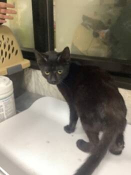 Rescue Domestic Short Hair Cats for Adoption in Fort Worth, Texas - 59745689 | PetCurious