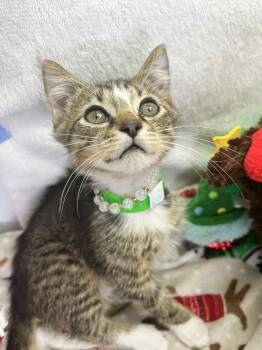 Rescue Tabby Cats for Adoption in Tavares, Florida - Bippity | PetCurious