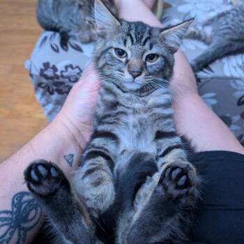 Eeyore (bonded with Piglet) -  Domestic Long Hair Cat for Adoption in Reisterstown, Maryland - Eeyore (bonded With Piglet) | PetCurious