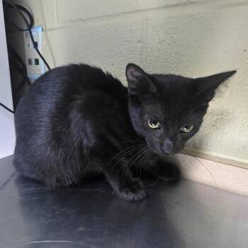 Lightning McQueen -  Domestic Short Hair Cat for Adoption in Cheyenne, Wyoming - Lightning McQueen | PetCurious