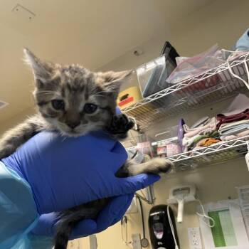 Domestic Short Hair Cats Available for Adoption in Pasadena, California - Apple | PetCurious