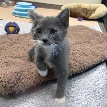 Domestic Short Hair Cats Available for Adoption in Cheyenne, Wyoming - Gene | PetCurious