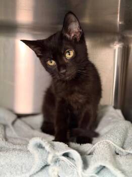 Salsa -  Domestic Short Hair Cat for Adoption in Fruit Heights, Utah - Salsa | PetCurious