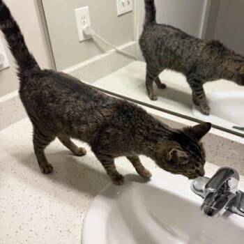 Domestic Short Hair Cats Available for Adoption in Atlanta, Georgia - Selene | PetCurious