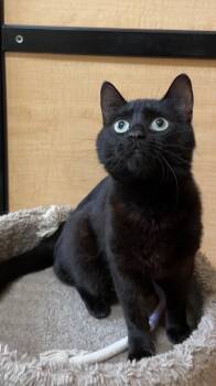 Domestic Short Hair Cats Available for Adoption in Port Barrington, Illinois - Trina | PetCurious