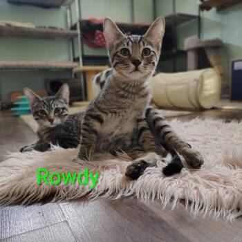 Rowdy -  Domestic Short Hair Cat for Adoption in Spokane, Washington - Rowdy | PetCurious