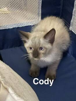 Cody -  Siamese and Domestic Short Hair Cat for Adoption in New Braunfels, Texas - Cody | PetCurious