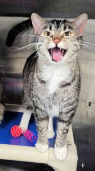 Lauren -  Domestic Short Hair Cat Available for Adoption in Shelby, Michigan - Lauren | PetCurious