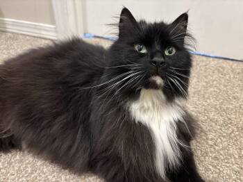 Sophie -  Domestic Long Hair Cat Available for Adoption in Rochester, Washington - Sophie | PetCurious