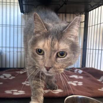 Leah -  Dilute Tortoiseshell Cat for Adoption in Huntington, New York - Leah | PetCurious