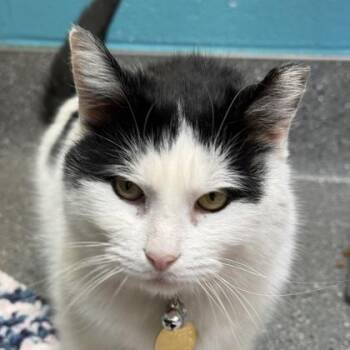 Domestic Short Hair Cats Available for Adoption - Pinito | PetCurious