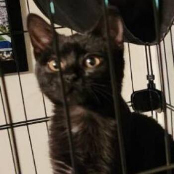 Ella -  Domestic Short Hair Cat for Adoption in Cumming, Georgia - Ella | PetCurious