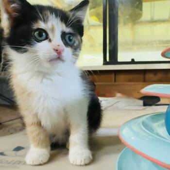 Rescue Domestic Long Hair Cats for Adoption in Volcano, Hawaii - Baby Ruth (COH-A-64358) | PetCurious