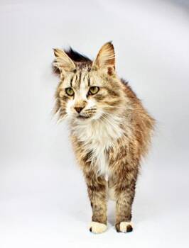 Domestic Long Hair and Domestic Short Hair Cats Available for Adoption in Morton Grove, Illinois - Finley | PetCurious