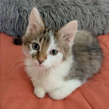 Sundance -  Domestic Medium Hair Cat for Adoption in San Tan Valley, Arizona - Sundance | PetCurious
