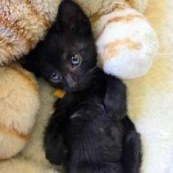 Bronco -  Domestic Short Hair Cat for Adoption in West Palm Beach, Florida - Bronco | PetCurious