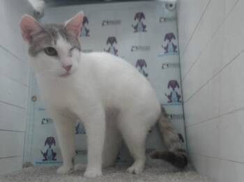 OLIVE -  Domestic Short Hair Cat for Adoption in Orlando, Florida - OLIVE | PetCurious
